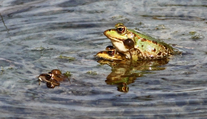 צפרדע נחלים    Marsh frog9