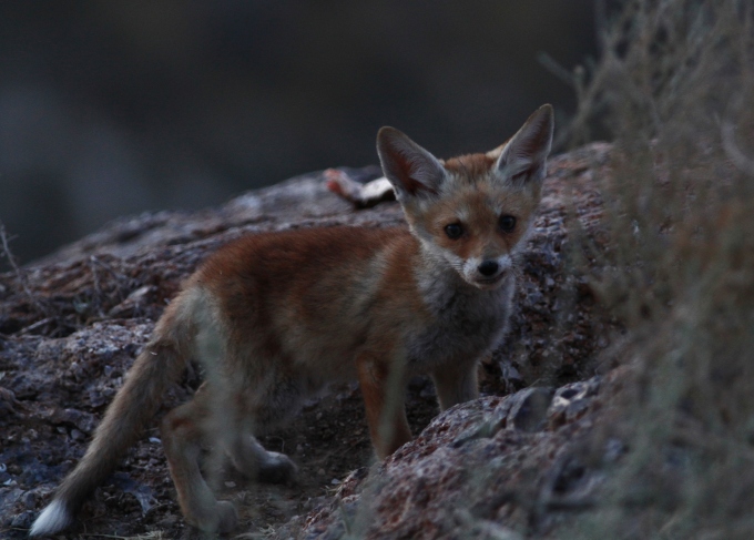 fox cub שועל