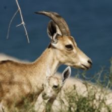 Nubian ibex 1
