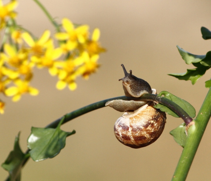 cornu-aspersum-garden-snail