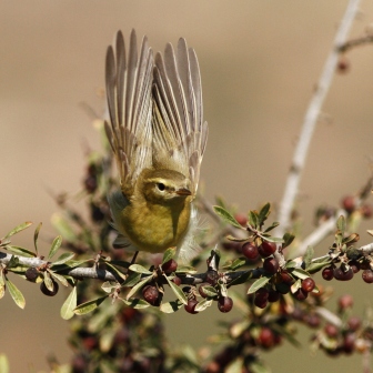 willow-warbler-phylloscopus-trochilus-1