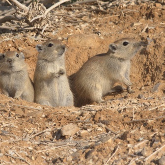 Psammomys obesus terrasanctae - Fat Sand Rat pups in Mishmar Walley - Yehuda dezert