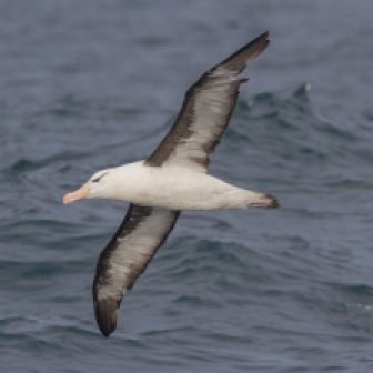 Albatros de ceja negra